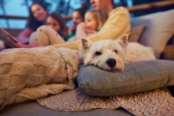 Glamping mit Hund: 3 Unterk&uuml;nfte, die wirklich willkommen hei&szlig;en