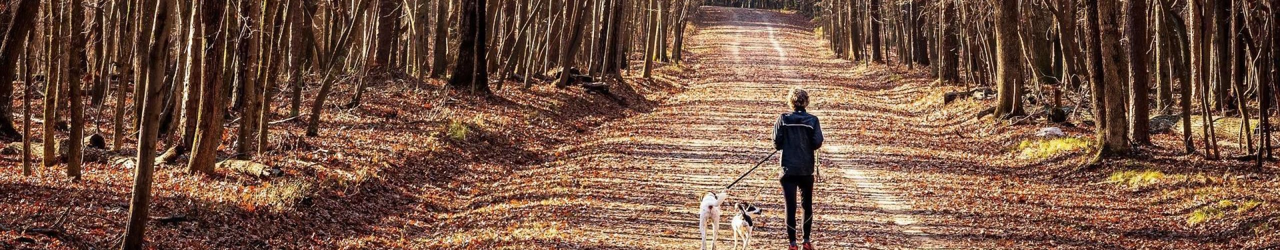 Glamping Gardasee mit Hund Luxus Glamping mit deinem Haustier mit